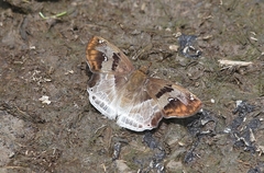 Odontoptilum angulata