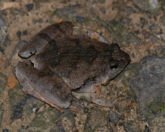 Microhyla berdmorei