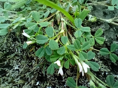 Trifolium ornithopodioides