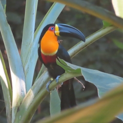 Ramphastos