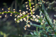 Acacia alata