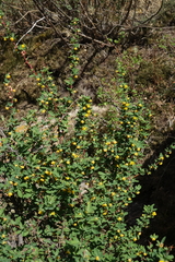 Berberis sibirica