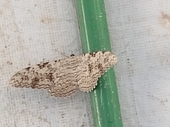Thysania agrippina