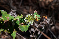 Hakea amplexicaulis