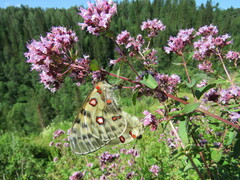 Parnassius apollo