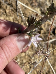 Stephanomeria virgata