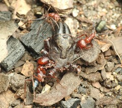 Melophorus rufoniger