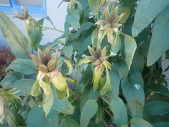 Paeonia × suffruticosa