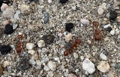 Pogonomyrmex californicus