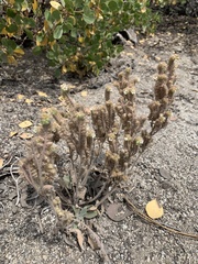 Phacelia heterophylla