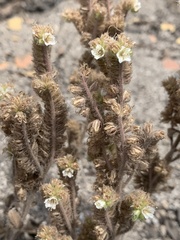 Phacelia heterophylla