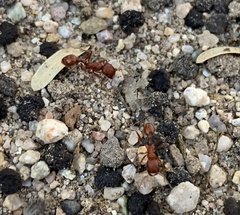 Pogonomyrmex californicus