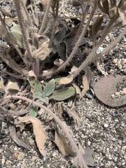 Phacelia heterophylla