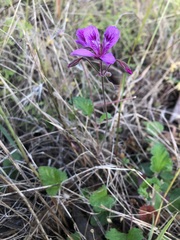 Pelargonium rodneyanum