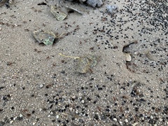 Pogonomyrmex californicus