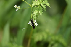 Adela septentrionella