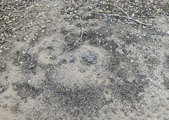 Pogonomyrmex californicus