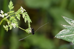 Adela septentrionella