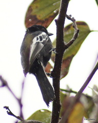 Melaniparus niger niger