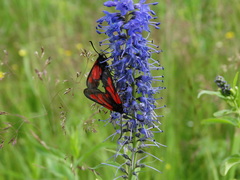 Zygaena osterodensis
