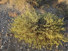 Anabasis setifera