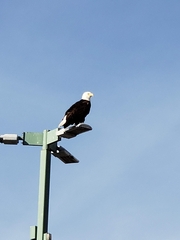 Haliaeetus leucocephalus