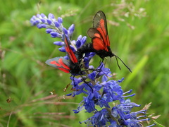 Zygaena osterodensis