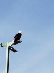 Haliaeetus leucocephalus