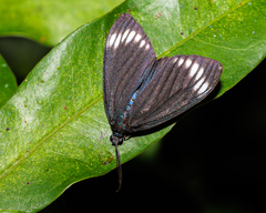 Cyclosia panthona