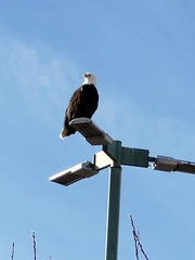 Haliaeetus leucocephalus
