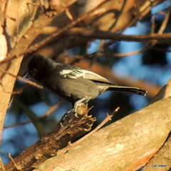Melaniparus niger niger