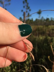 Rhynchospora inexpansa