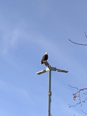 Haliaeetus leucocephalus