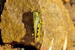 Schistocerca alutacea