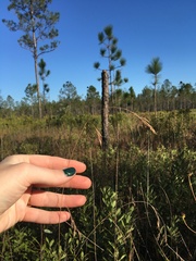 Rhynchospora inexpansa