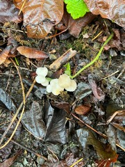 Marasmius calhouniae