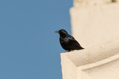 Onychognathus morio morio