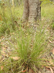 Panicum effusum