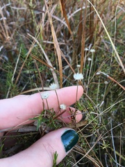 Syngonanthus flavidulus