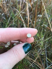 Syngonanthus flavidulus