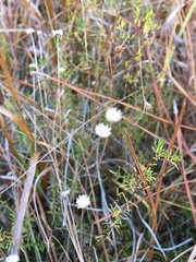 Syngonanthus flavidulus