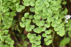Adiantum jordanii