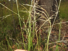 Panicum effusum