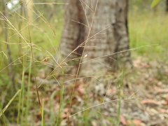 Panicum effusum