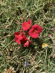 Euphorbia milii