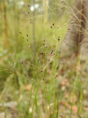 Panicum effusum