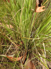 Panicum effusum