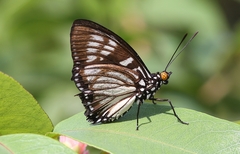 Euripus nyctelius