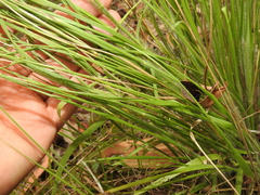 Panicum effusum
