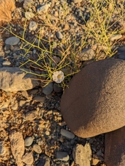 Convolvulus virgatus